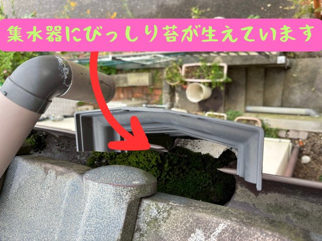 雨樋の集水器内部にびっしりと苔が生え、水の流れを妨げている様子を上から撮影した写真