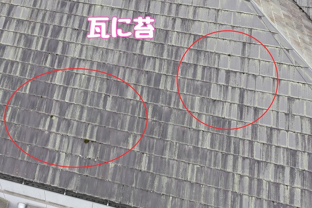 多治見市市之倉町　瓦に苔