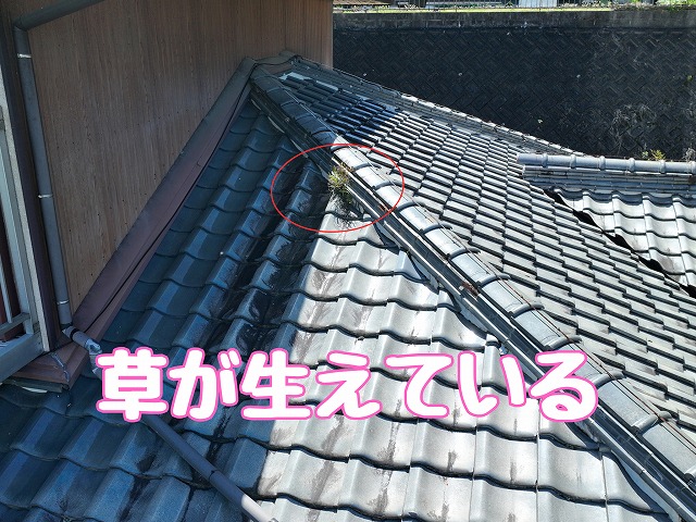 草が生えた棟部分