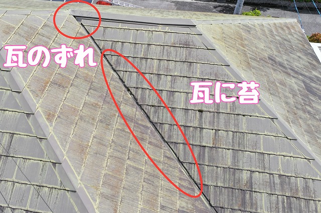 多治見市市之倉町　瓦に苔