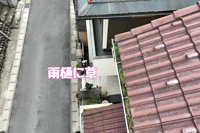 多治見市大薮町　雨樋に草