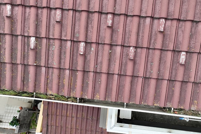 多治見市大薮町　雨樋に草