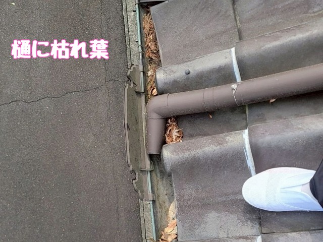軒樋端部の枯れ葉詰まり