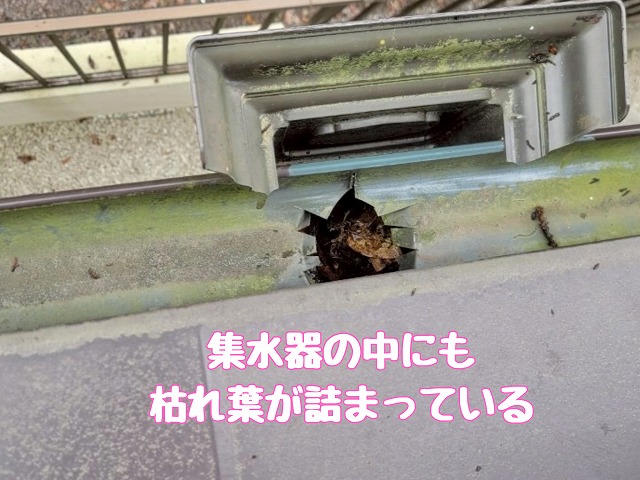 集水器内部の落ち葉