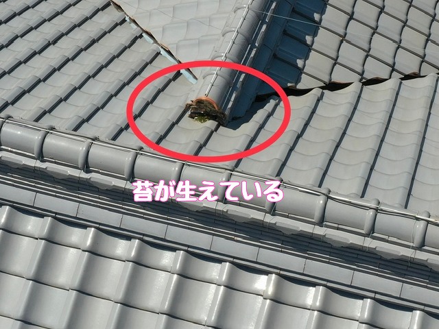 旭ヶ丘　瓦の苔