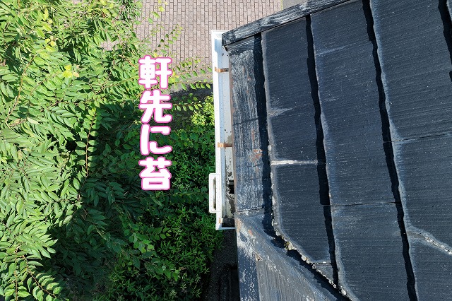 多治見市皐ヶ丘　軒先に苔