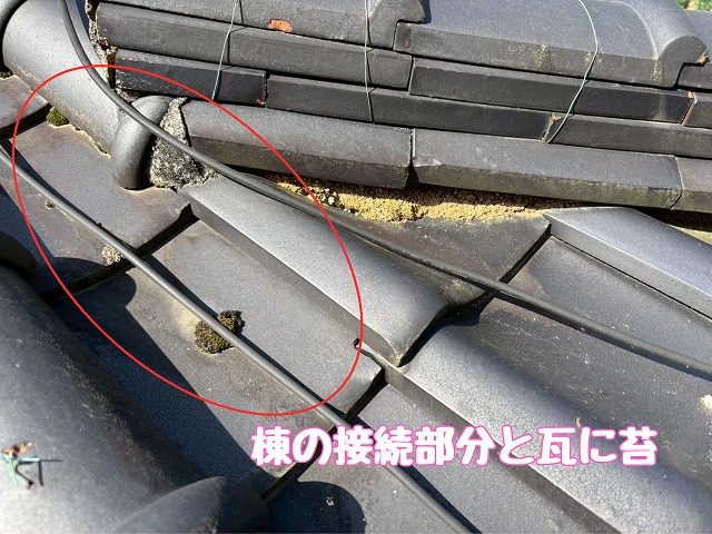 瑞浪市稲津町　苔