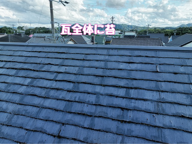 屋根全体の苔発生