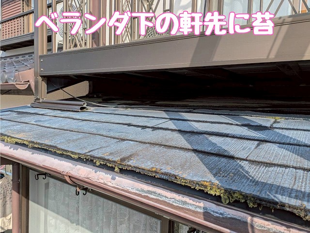 ベランダ下屋根の苔