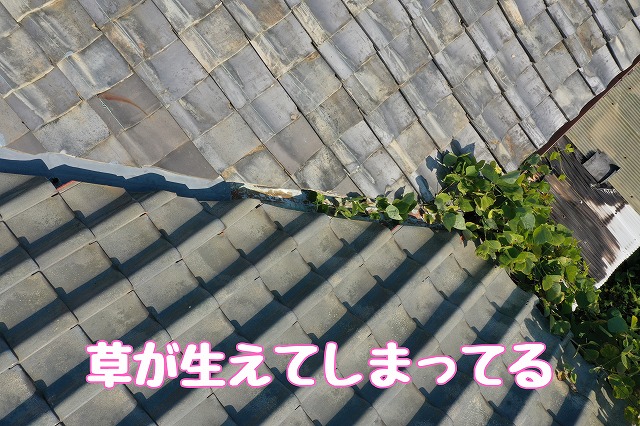 尾張旭市北山町　草が生えてしまってる