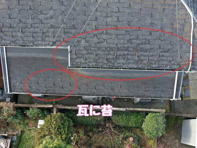 美濃加茂市蜂屋町　瓦に苔
