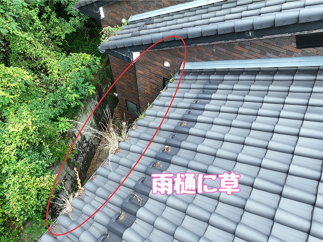 多治見市滝呂町　雨樋に草