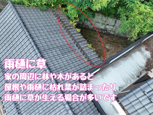 多治見市滝呂町　雨樋に草