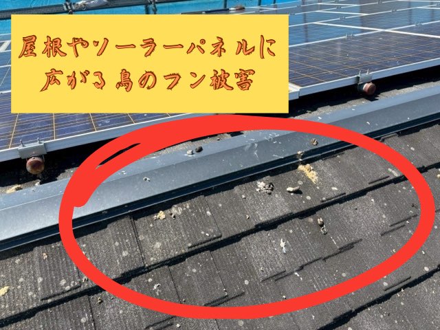 屋根やソーラーパネル表面に点在する鳥のフン汚れ