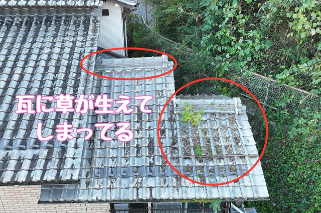 可児市大森台　瓦に草