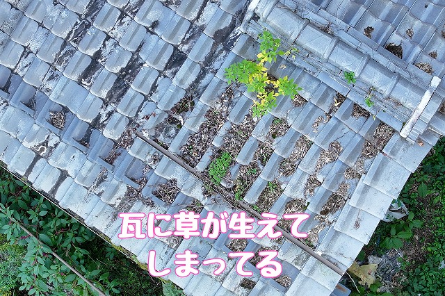 可児市大森台　瓦に草