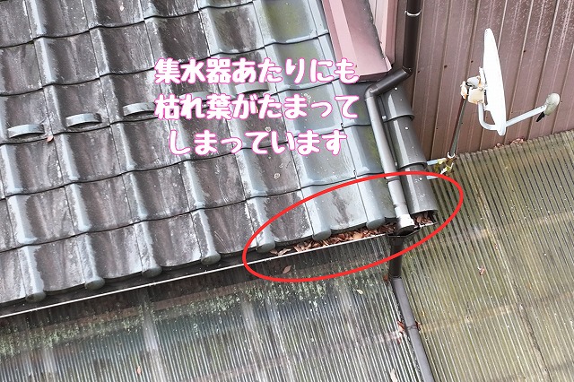 多治見市旭ヶ丘　集水器に枯れ葉