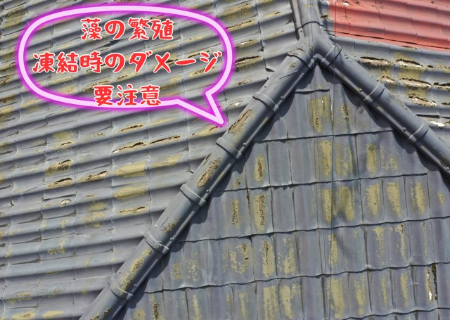 隅棟部のアップ。苔の付着と端部の欠けが確認できる。