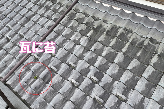 多治見市脇之島町　瓦に苔