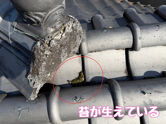 薬師町　下り棟苔