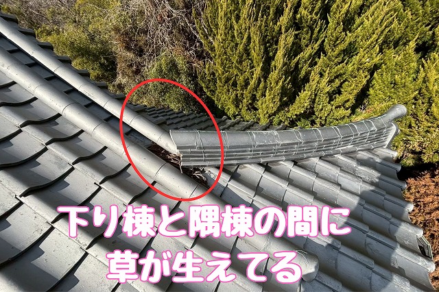多治見市虎渓山　下り棟と隅棟の間に草