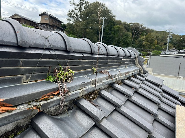 棟瓦のすき間から草が生えている様子。漆喰が剥がれ、内部の葺き土が露出して瓦がズレている状態。雨水が侵入して劣化が進んでいることが分かる写真。