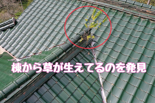 瑞浪市日吉町　棟に木