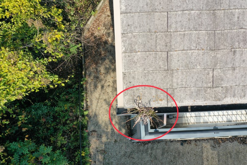 樋に草が生えている写真