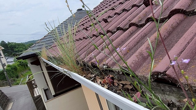 住宅の雨樋に雑草や落ち葉が詰まり、植物が生い茂っている様子。