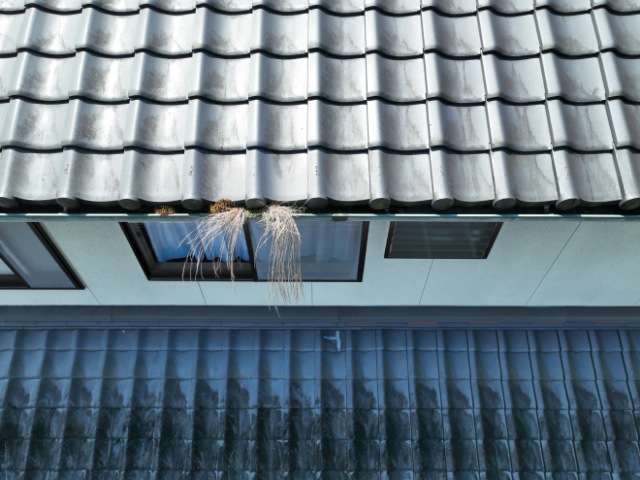 可児市　雨樋に草