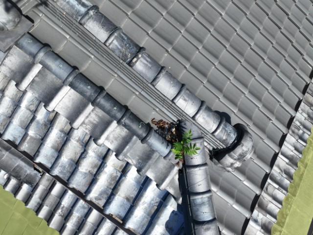 瀬戸市穴田町　棟に草