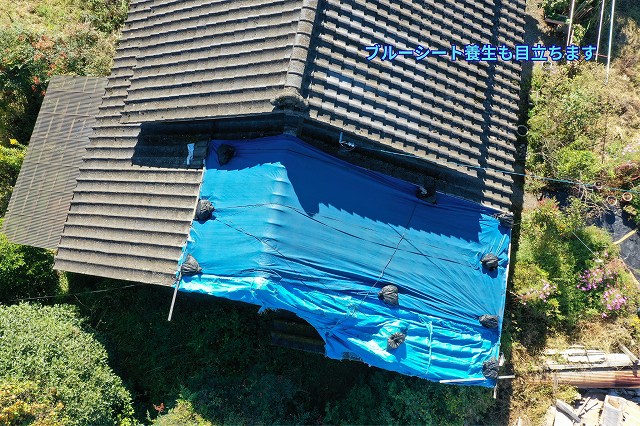 可児市にて全体的に劣化しているセメント瓦屋根のブルーシート養生部