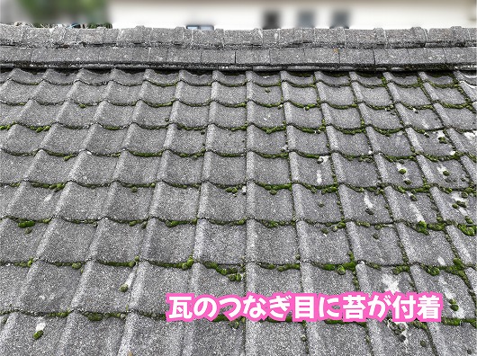 美濃加茂市の瓦屋根に付着した苔の状態を確認した様子