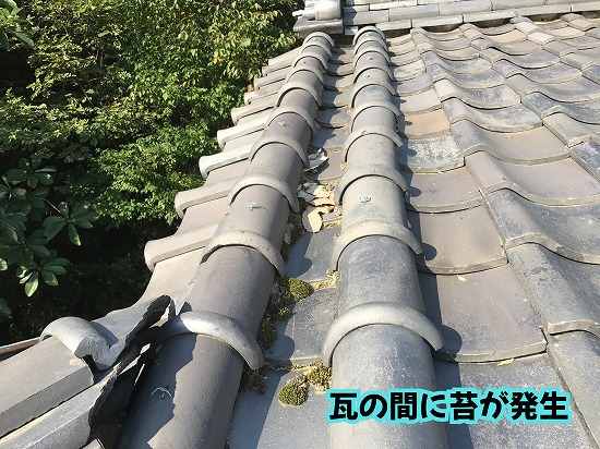 美濃加茂市の瓦屋根で棟まわりや瓦の間に発生した苔を確認