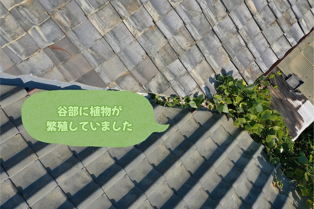 美濃加茂市の瓦屋根で谷部分に植物が繁殖している状況