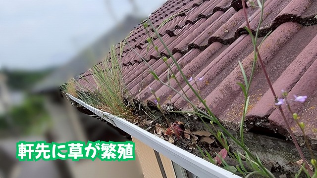 美濃加茂市の瓦屋根の軒先に草や植物が生えている状態