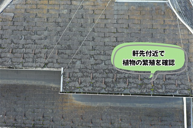 美濃加茂市のスレート屋根軒先付近で植物が繁殖している様子