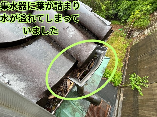 八百津町にて集水器に溜まった落ち葉の様子