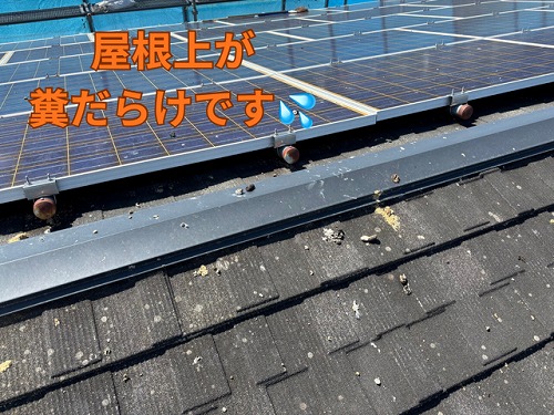 可児市にて太陽光パネルの糞害の様子
